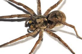 Wolf spider