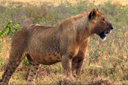 African Marozi Lion (Crypid)