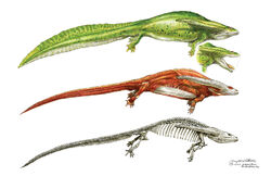 Anatomical drawing of Diplocaulus by Terryl Whitlach