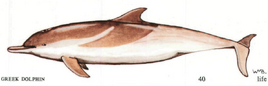 Greek dolphin