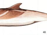 Greek dolphin