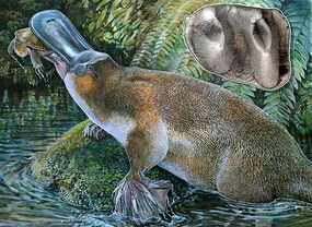 Sn-platypus
