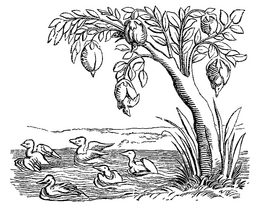 Barnacle Geese on tree engraving