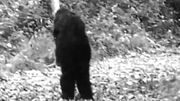 Fulton County Bigfoot