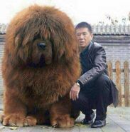 Tibetan Mastiff a dog breed that closely resembles bears and may or may not be related.