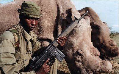 Rhino-chancellor 2331144c