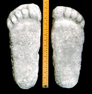 An example of Sasquatch prints.