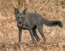 Grey Dhole.png