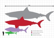 Megalodon size comparisons; red shows lower esimates, and grey shows maximum estimates, at slightly more than 20 metres in length.