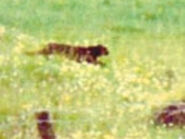 A possible alien big cat