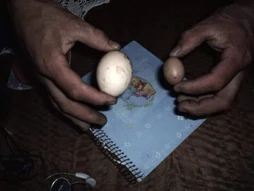 Supposed basilisco lloiloy egg