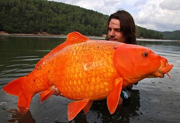 Angler lands one of world's largest goldfish in French lake, Fishing