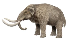 The extinct Channel Islands Mammoth died out shortly after the arrival of the first Native Americans 