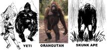 The Skunk Ape compared to a yeti and an orangutan