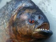 Piranha 2