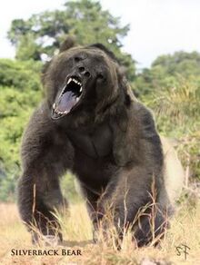 SilverbackBear.jpg