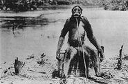 The Actual Photograph of Ameranthropithecus.