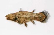 Indonesian Coelacanth