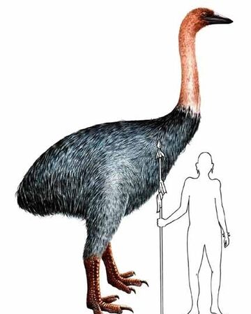 Elephant Bird Cryptid Wiki Fandom