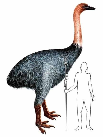 Elephant Bird | Cryptid Wiki | Fandom