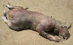 Montauk-monster