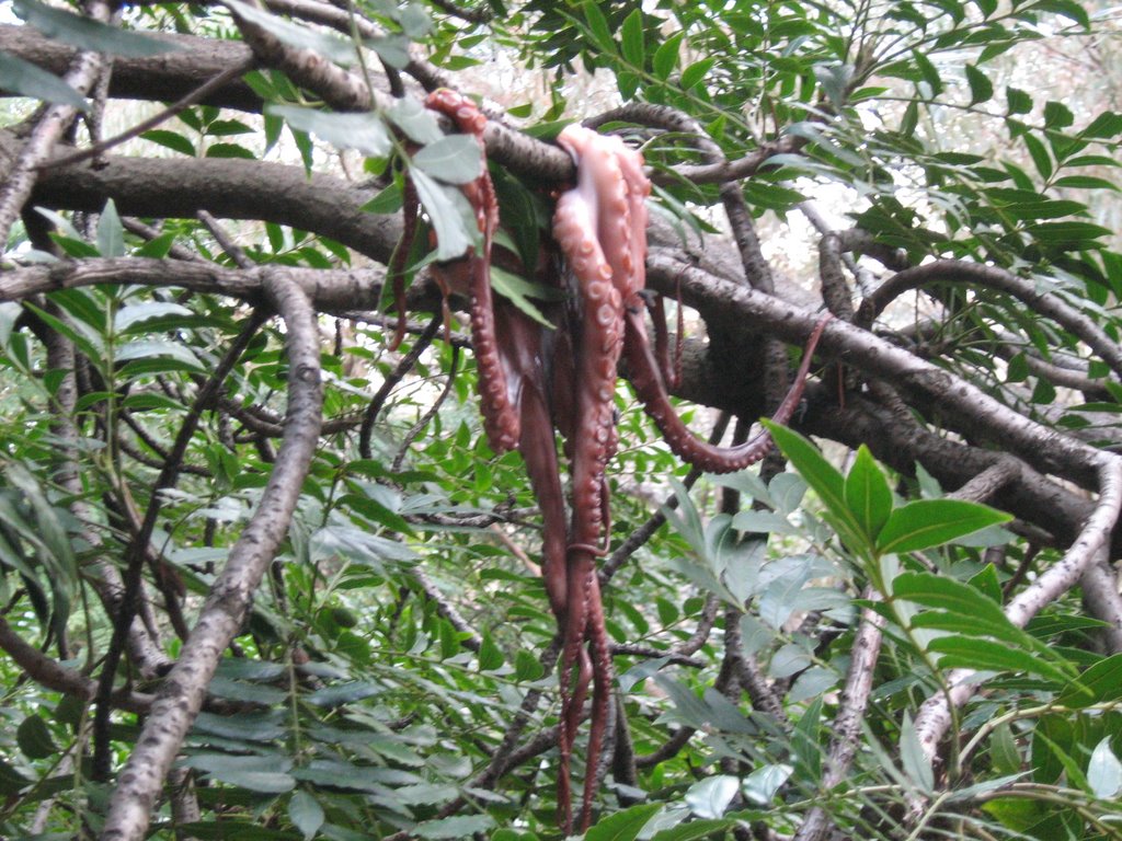 the pacific northwest tree octopus