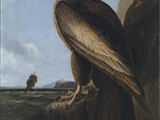 Washington's Eagle