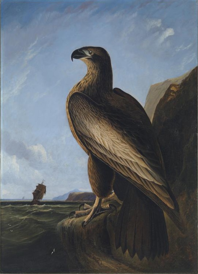 Washington S Eagle Cryptid Wiki Fandom Washington S Eagle Cryptid Wiki Fandom