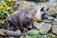 The brown hyena (Hyaena brunnea), photographed by Harald Landsrath, though smaller than the spotted hyena and not formally described from East Africa, provides a closer match with the Nandi bear.