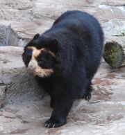 Spectacled Bear