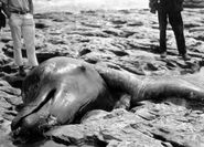 Moore's Beach Monster, 1925