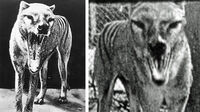 Thylacine18