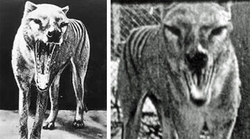 Thylacine - Wikipedia