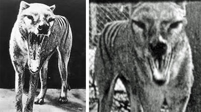 Thylacine - Simple English Wikipedia, the free encyclopedia