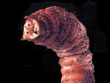 Mongolian Death Worm