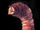 Mongolian Death Worm