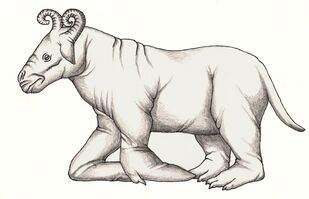 Hippo turtle ox