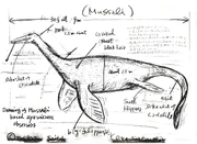 Sketch of mussali by Toshikazu Saitoh.