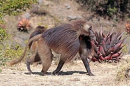 TheDevilMonkeys89eu88tuye.jpg (533 KB) If The Devil Monkey Is Instead A Gelada That Is Introduced To North-America.