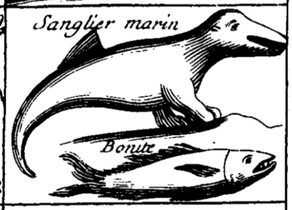 Sanglier marin