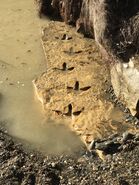 Ancient Moa footprints found in Otago.