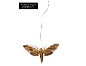 Giant Moth