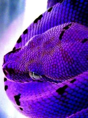 The Snake