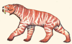 Ennedi Tiger Profile (Crypid)