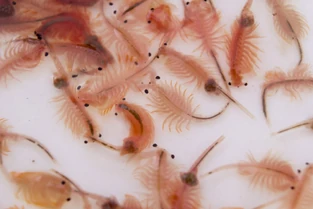 Artemia franciscana, the primary species of brine shrimp that inhabit the Great Salt Lake of Utah. Only these and the nymphs of brine flies can live in the lake's high salinity.