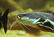 A Red-Tailed Catfish