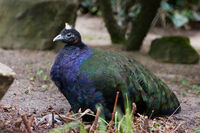 Afropavo congensis -Artis Zoo -Netherlands -male-8a