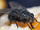 Dundas Island Blackfly