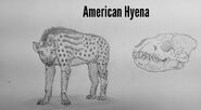 American Hyena
