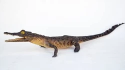Juvenile crocodile